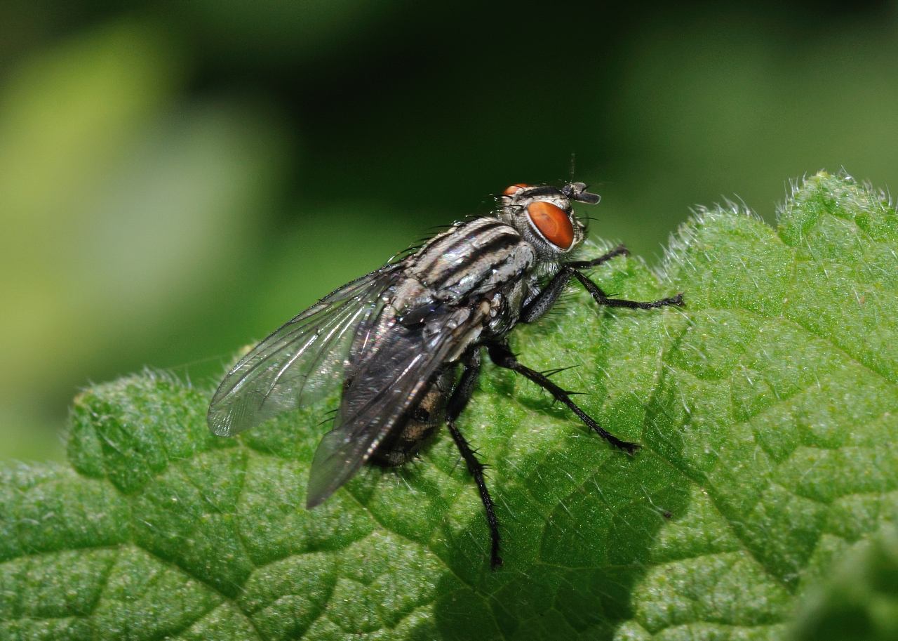 Sarcophaga sp. (Sarcophagidae)